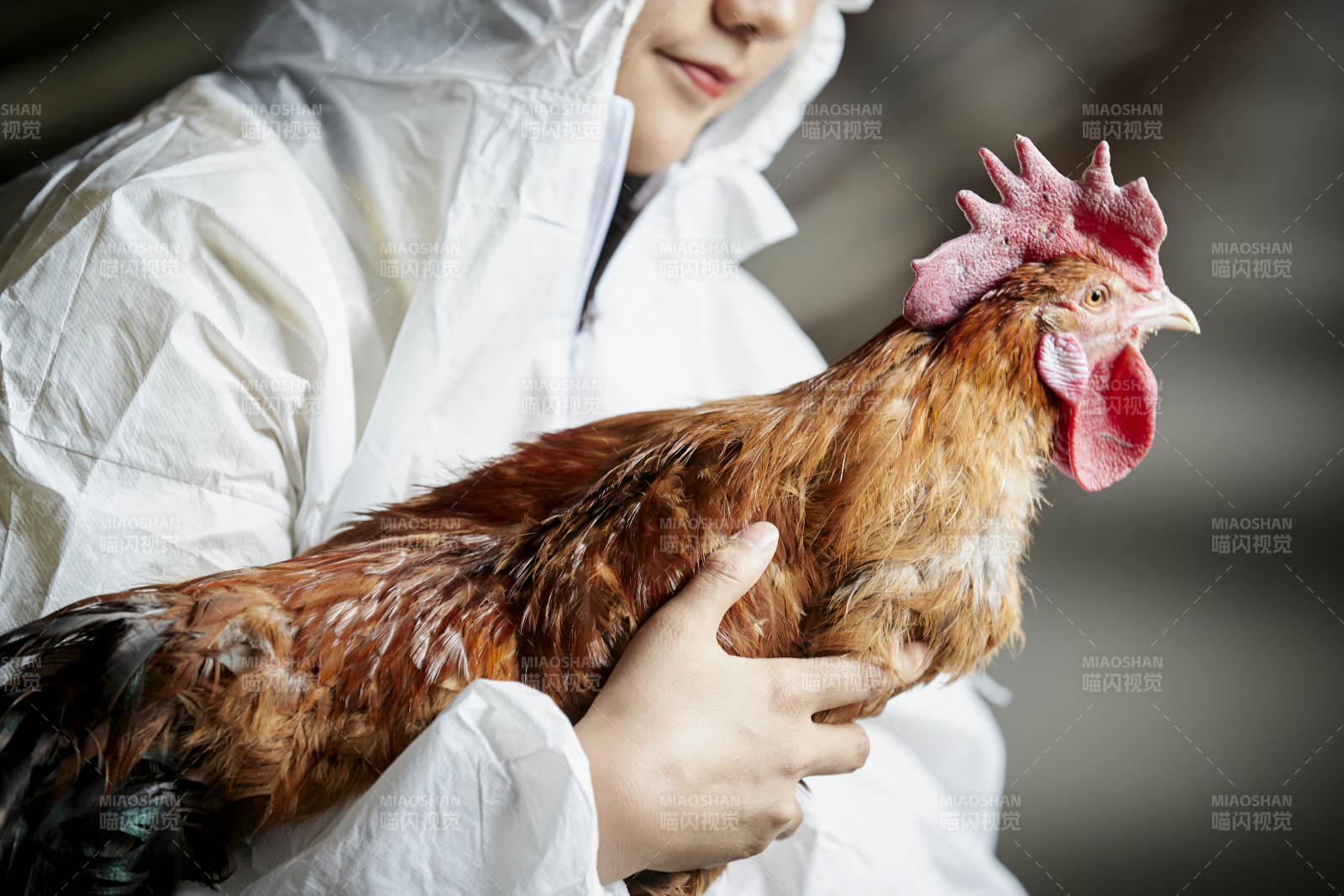 身穿防護服懷抱家禽的年輕女性飼養員