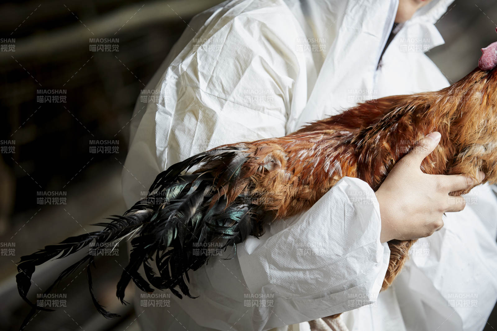 身穿防護(hù)服懷抱家禽的年輕女性飼養(yǎng)員