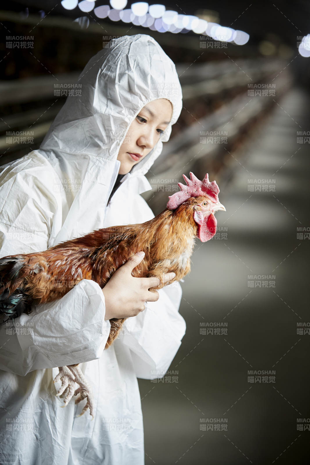 身穿防護服懷抱家禽的年輕女性飼養員
