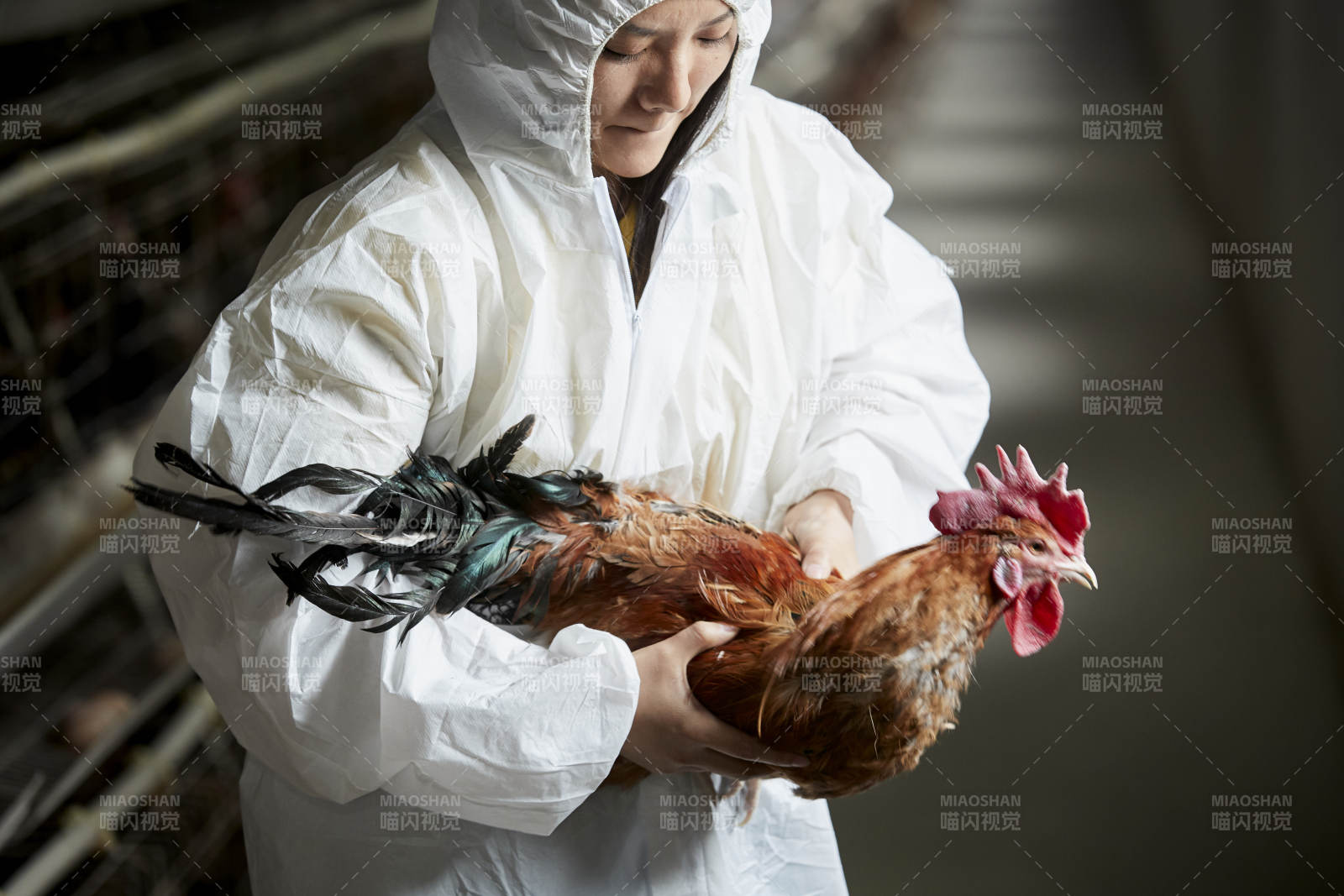身穿防護(hù)服懷抱家禽的年輕女性飼養(yǎng)員