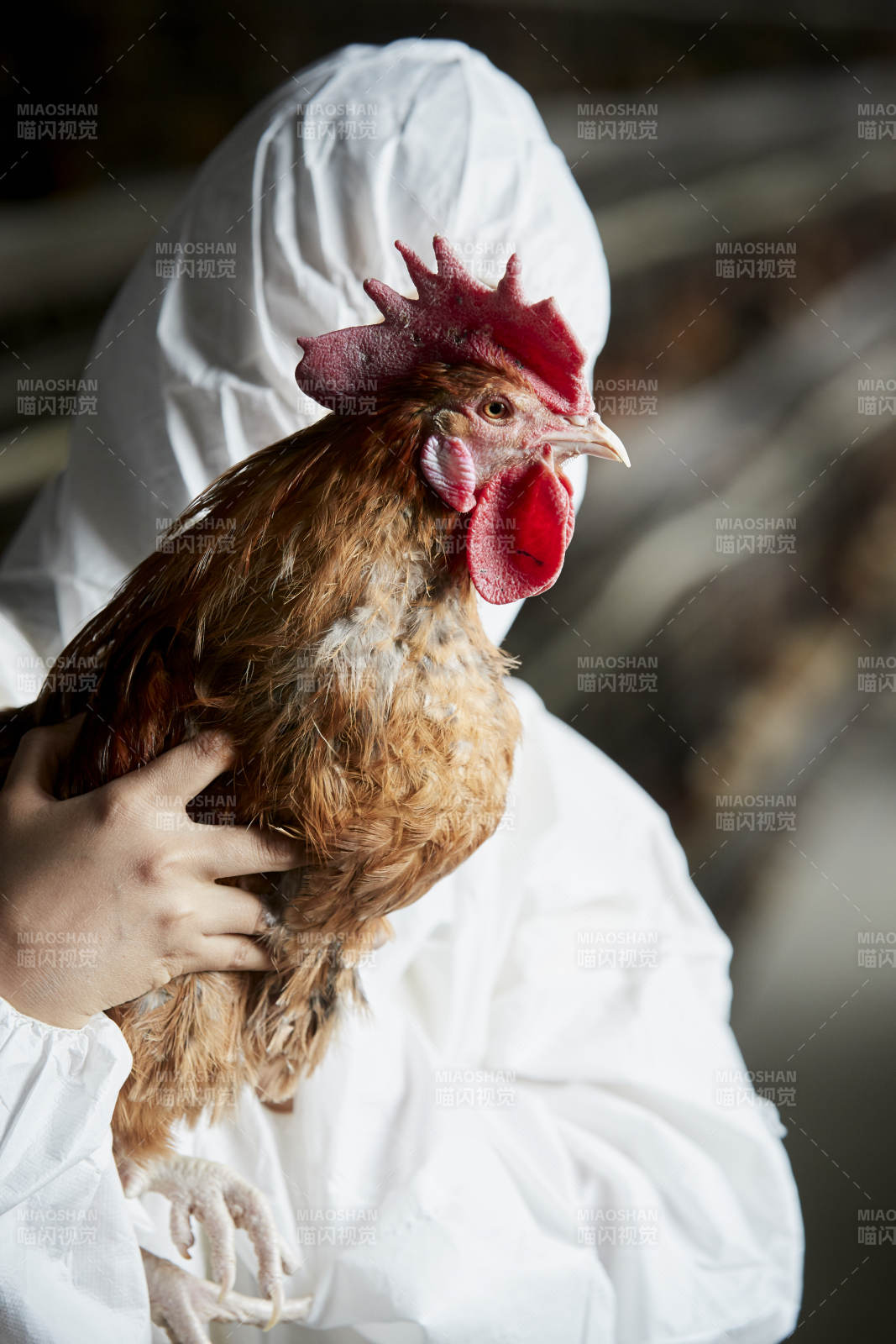 身穿防護(hù)服懷抱家禽的年輕女性飼養(yǎng)員