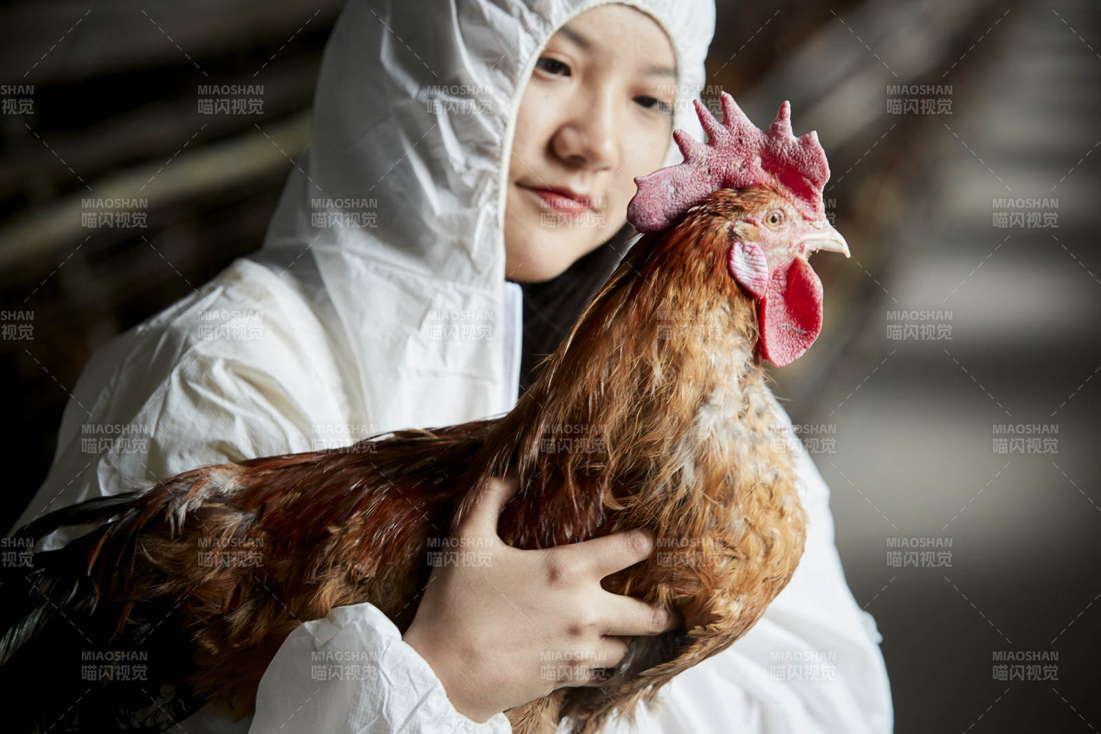 身穿防護服懷抱家禽的年輕女性飼養員