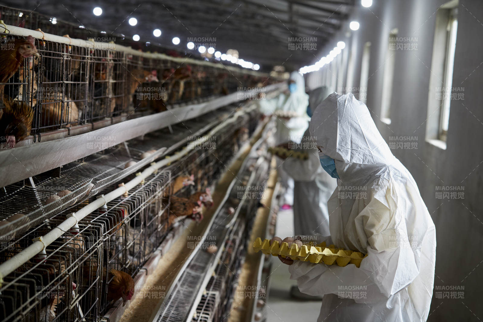 穿防護服認(rèn)真收撿雞蛋的女性飼養(yǎng)員三人