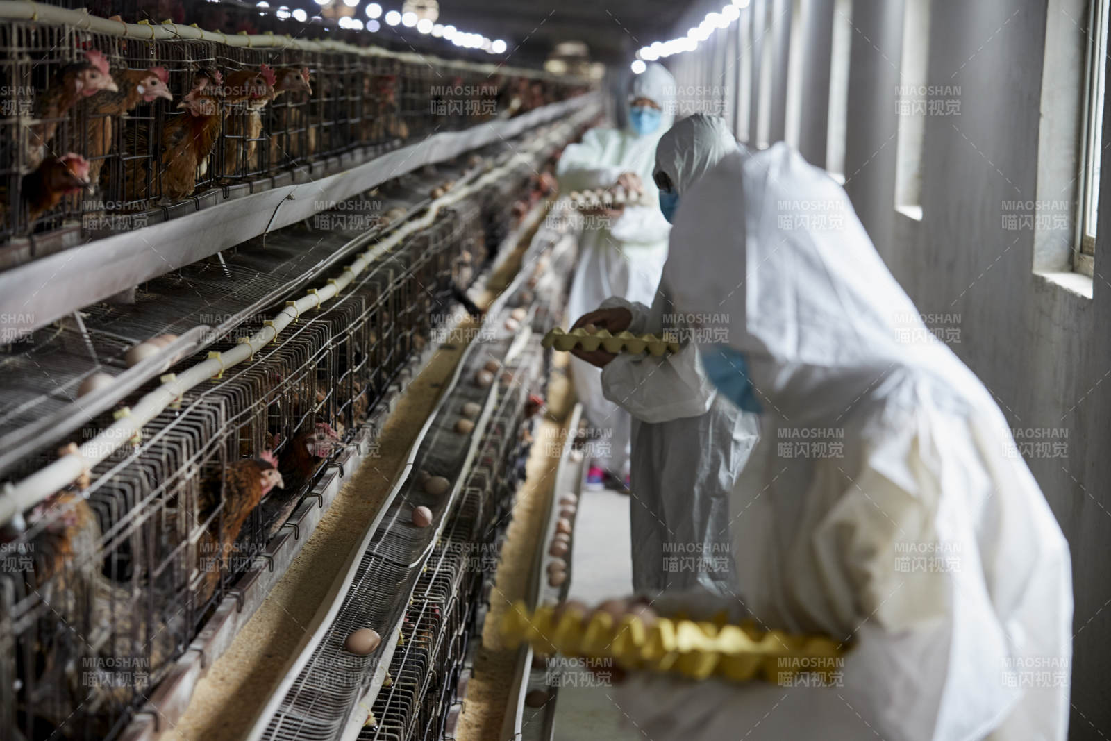 穿防護服認真收撿雞蛋的女性飼養(yǎng)員三人