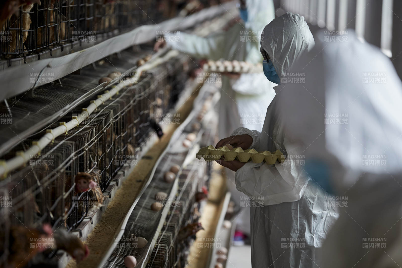 穿防護服認真收撿雞蛋的女性飼養員三人