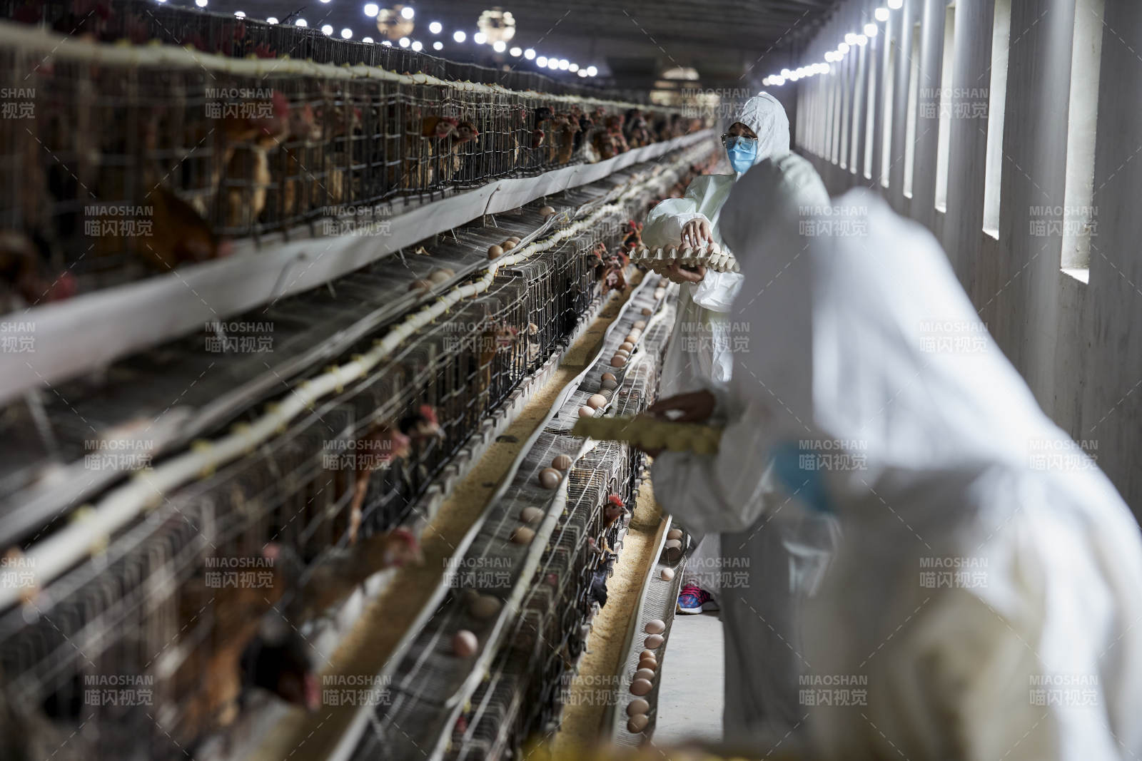 穿防護服認真收撿雞蛋的女性飼養員三人