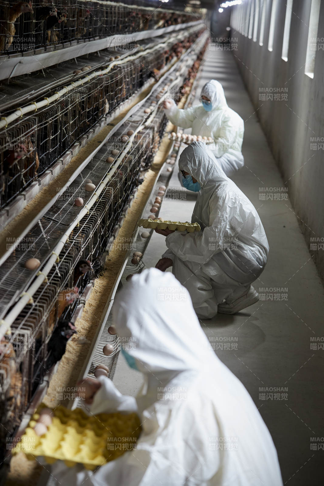 穿防護(hù)服認(rèn)真收撿雞蛋的女性飼養(yǎng)員三人