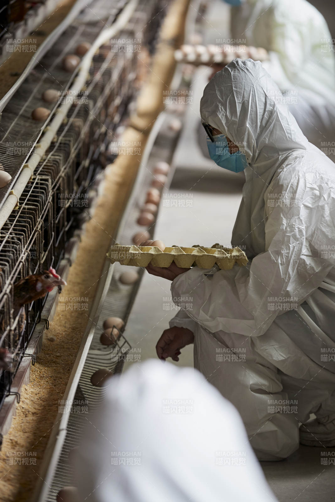 穿防護服認真收撿雞蛋的女性飼養(yǎng)員三人