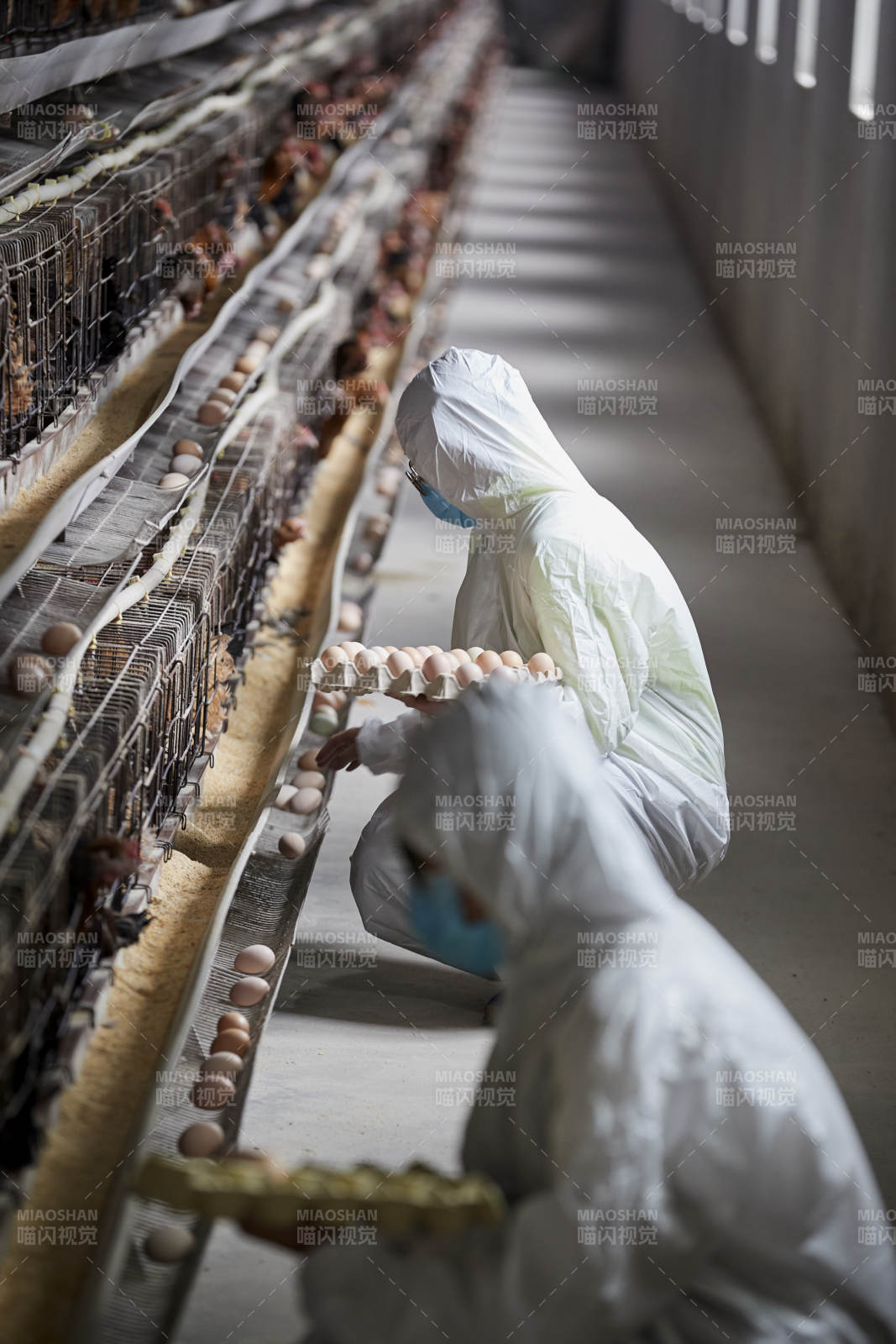 穿防護服認真收撿雞蛋的女性飼養員三人