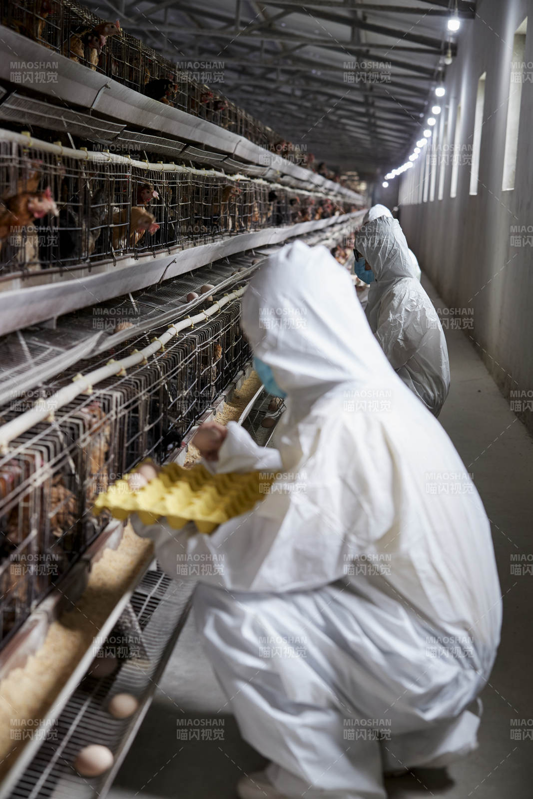 穿防護服認真收撿雞蛋的女性飼養員三人