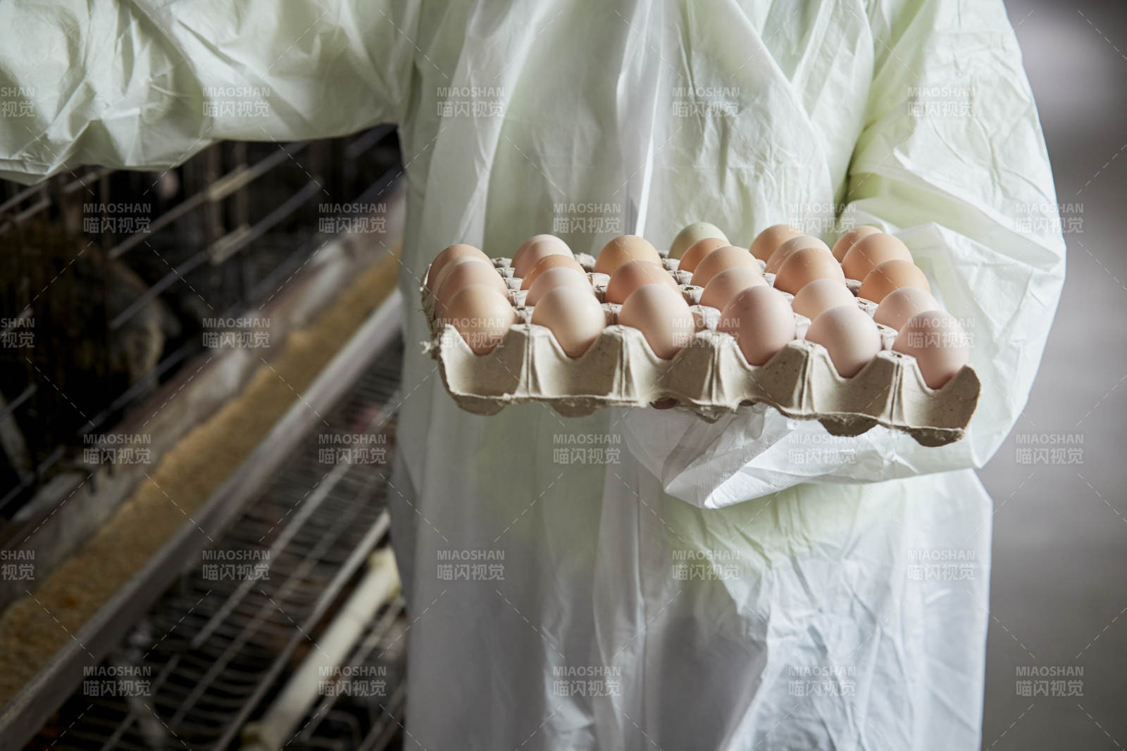 身穿防護(hù)服展示油雞蛋的女性飼養(yǎng)員