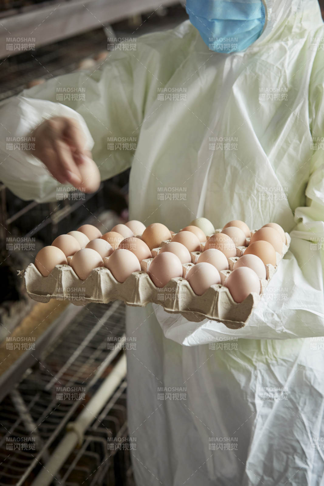 身穿防護(hù)服展示油雞蛋的女性飼養(yǎng)員