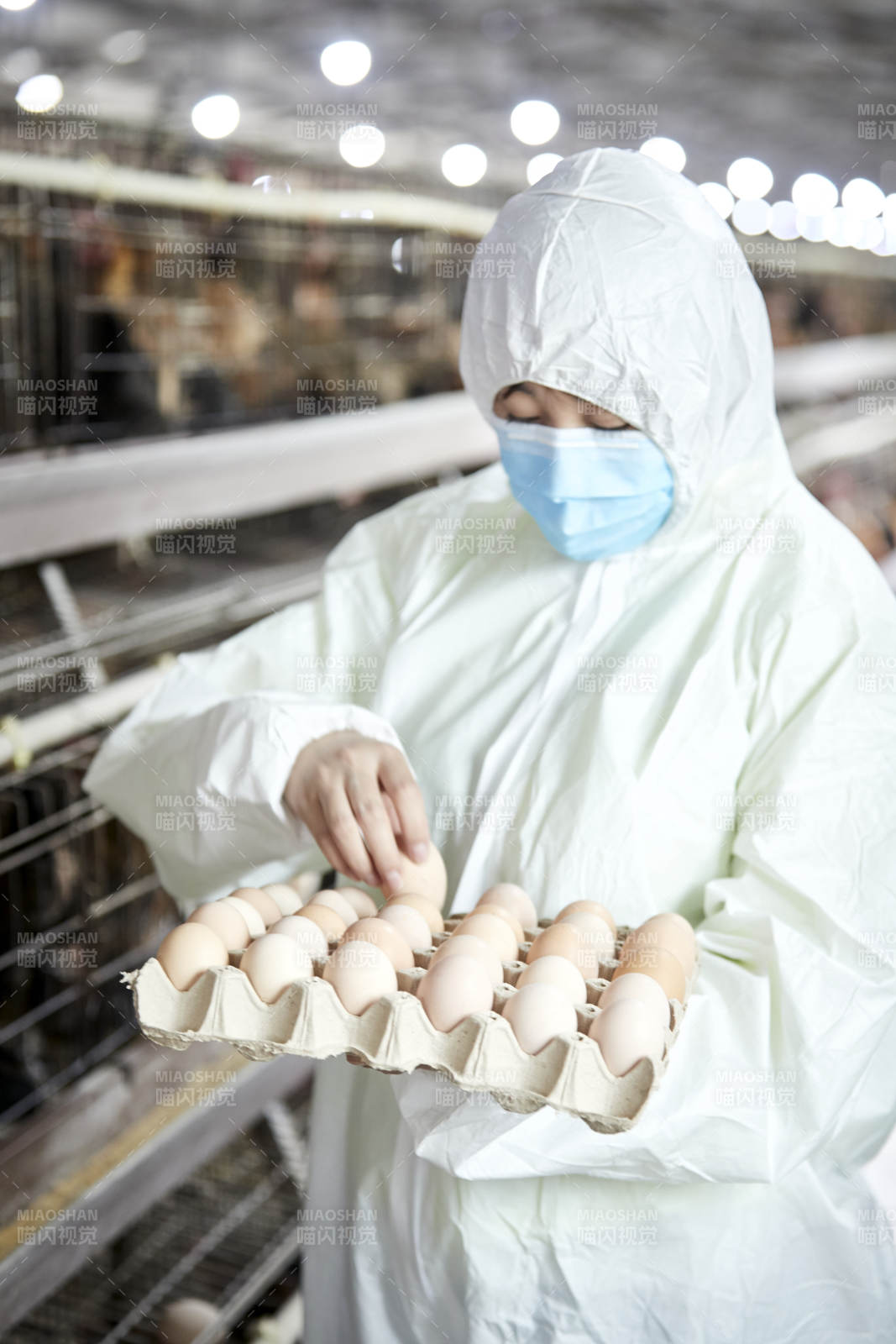 身穿防護服展示油雞蛋的女性飼養員