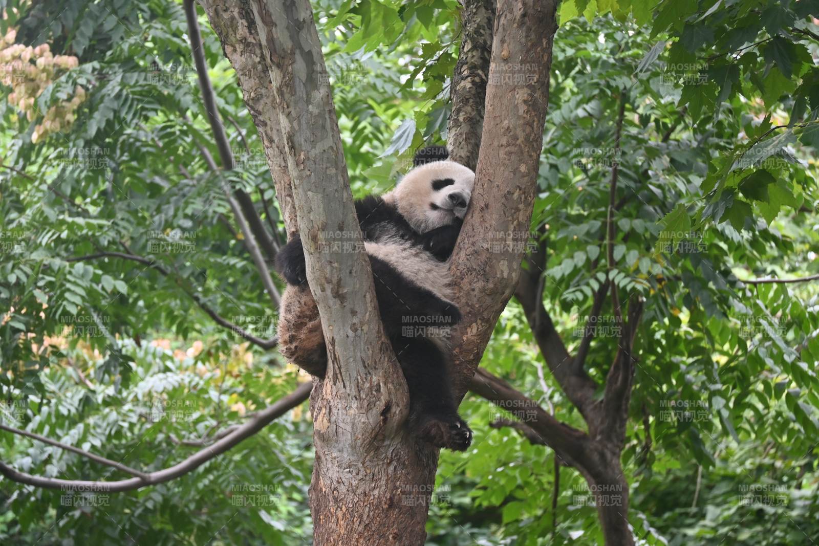 熊猫树上休憩