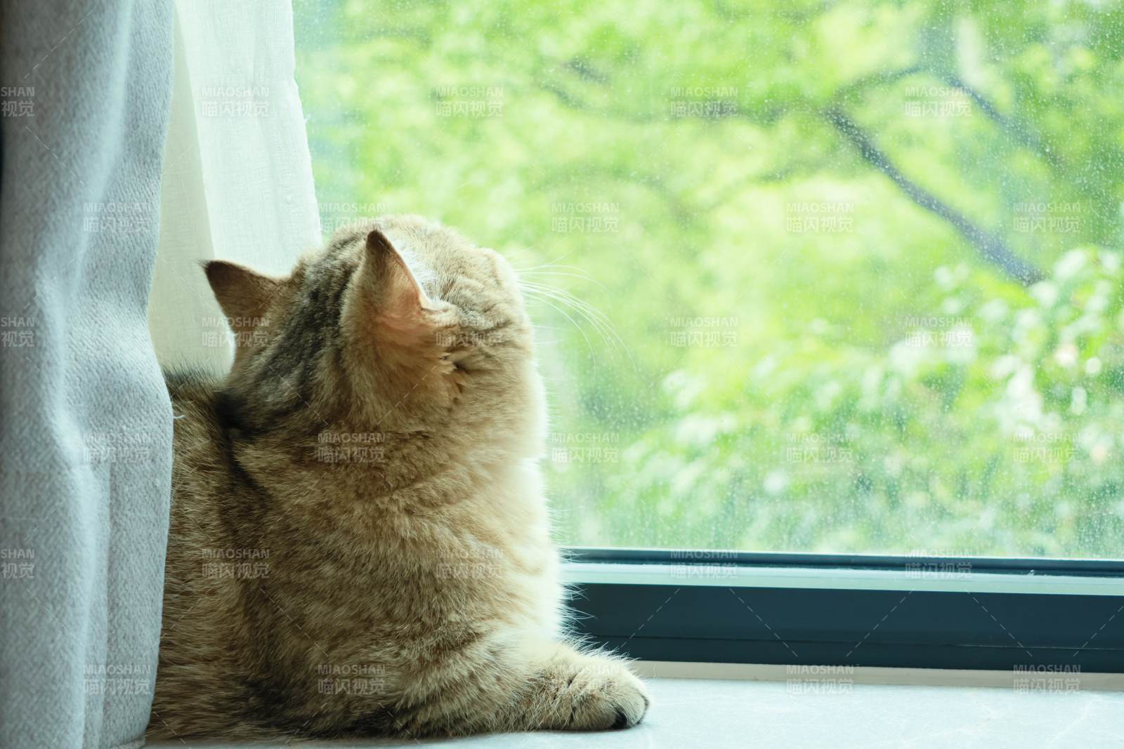 窗邊貓咪望綠意