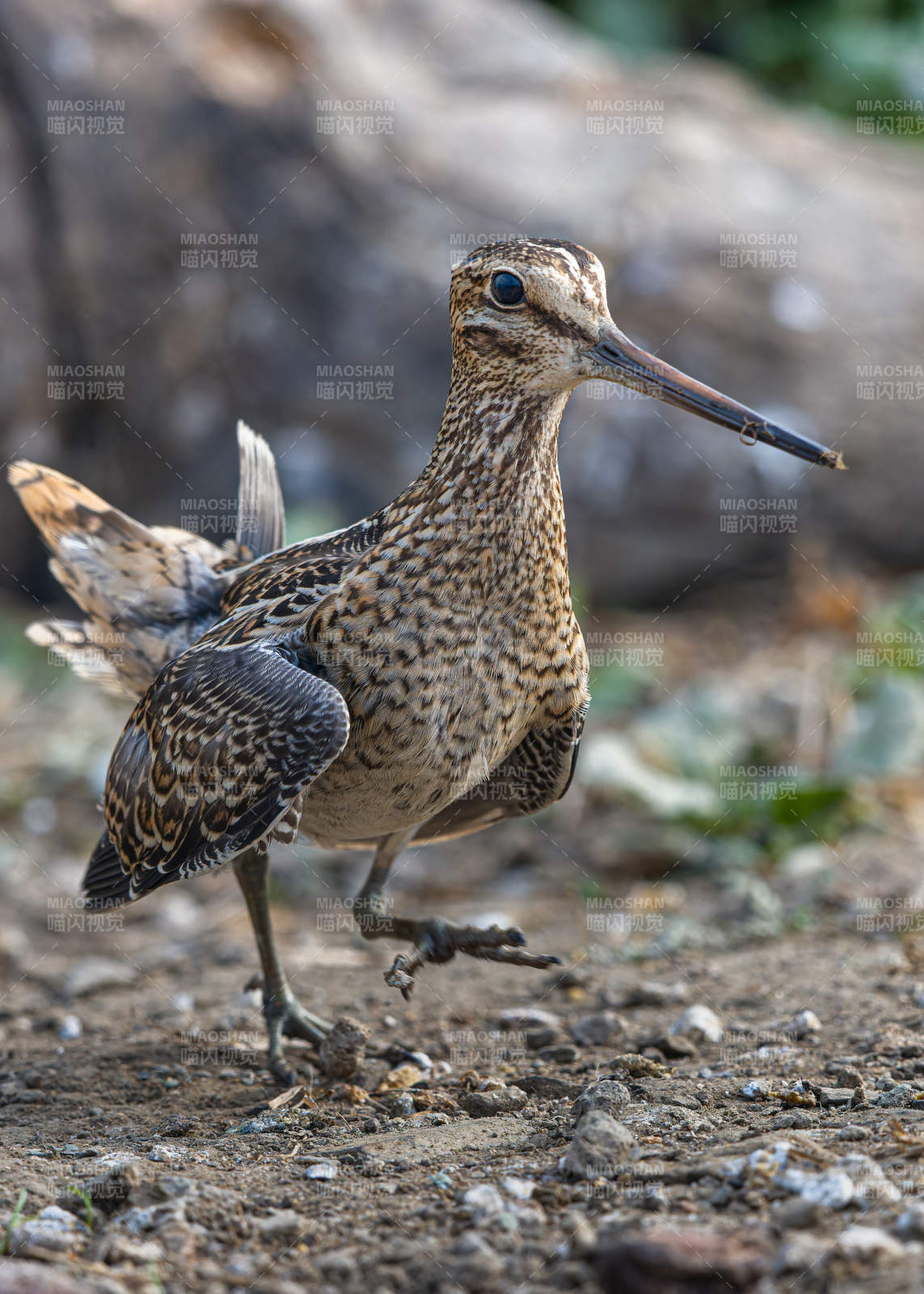 沙錐鳥在林間行走