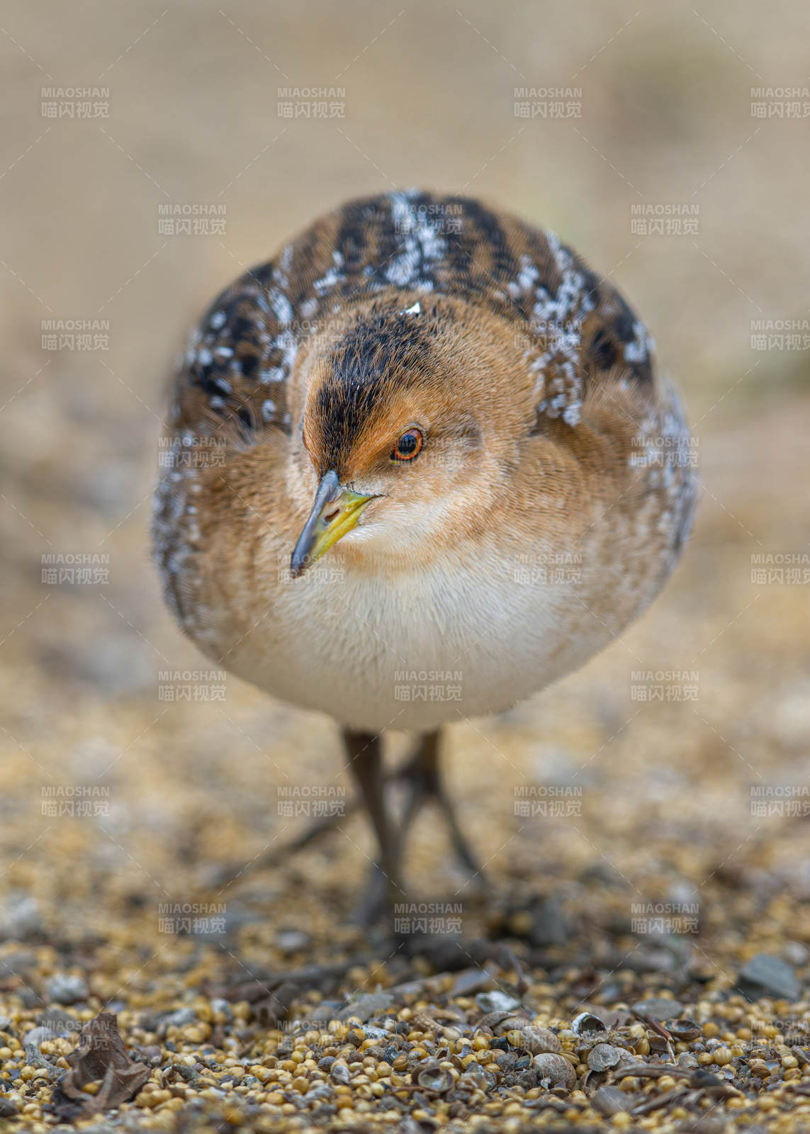 小水鳥靜立凝視
