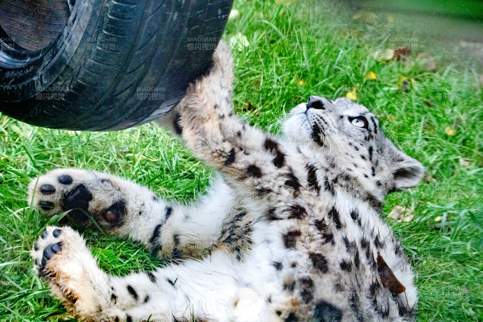 雪豹嬉戲輪胎