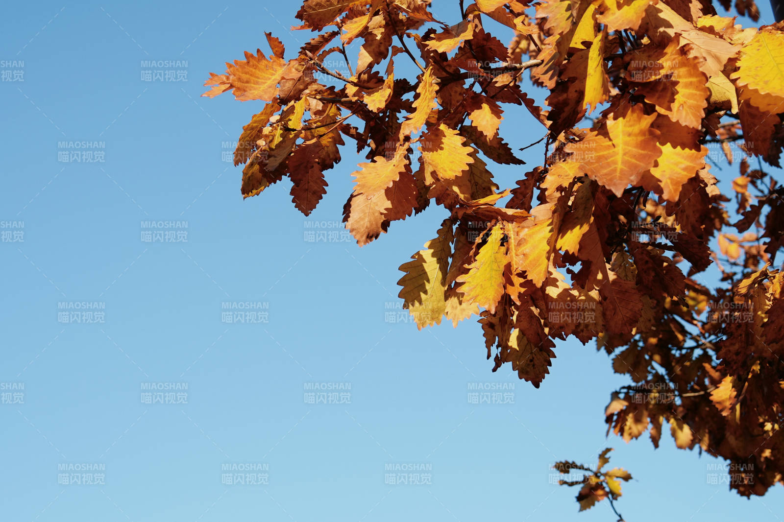 秋葉映藍(lán)天