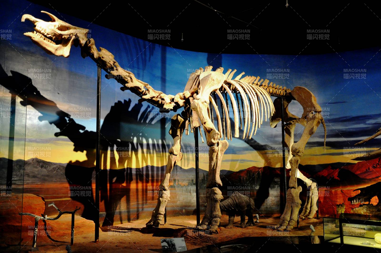 恐龍骨架展