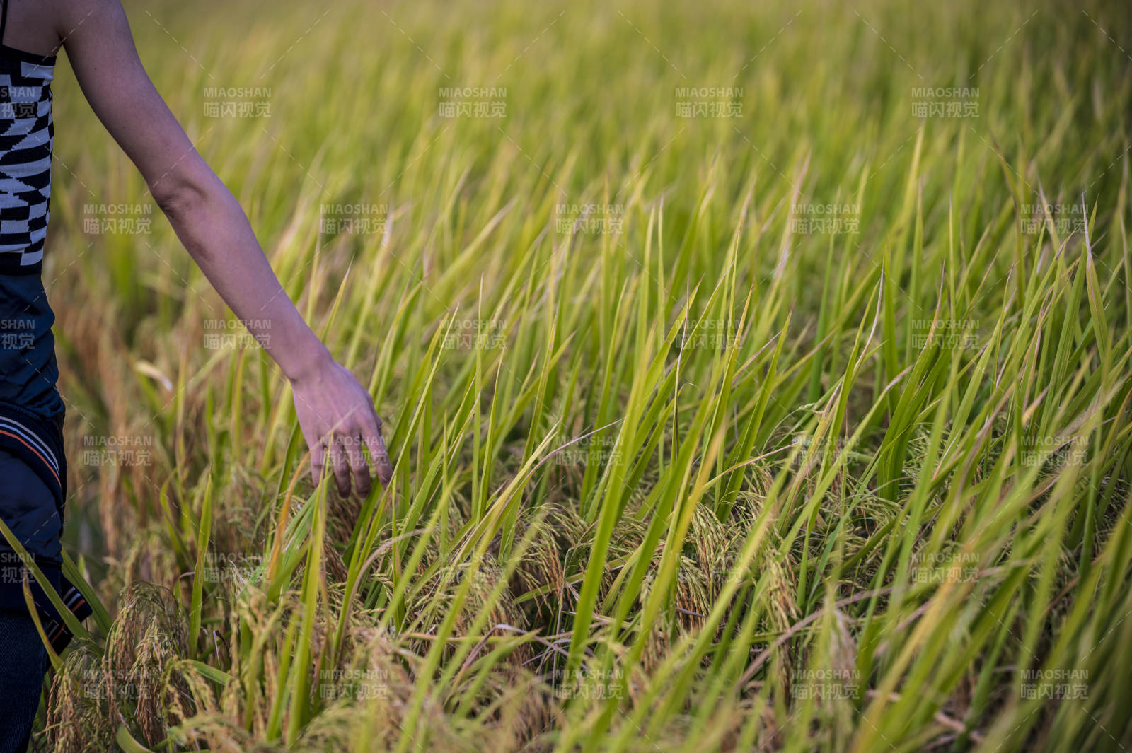 稻田中的手