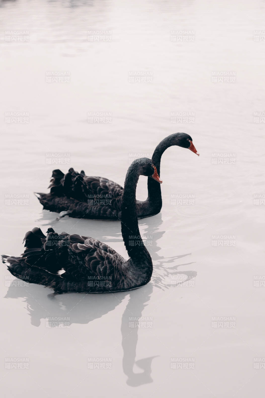 黑天鵝湖上悠游