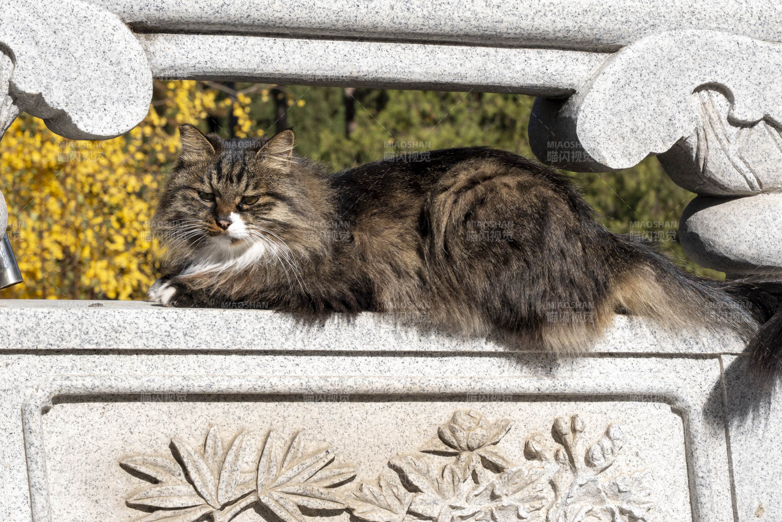 石欄上的慵懶貓