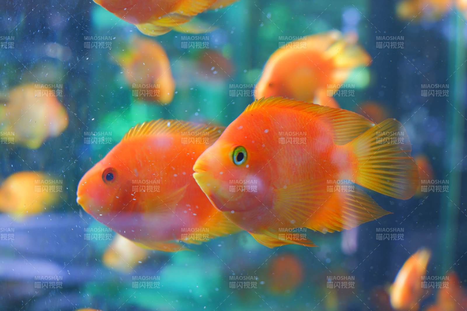 橙色魚(yú)群游動(dòng)