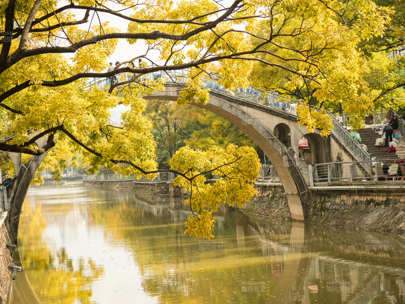 秋橋映水金葉紛
