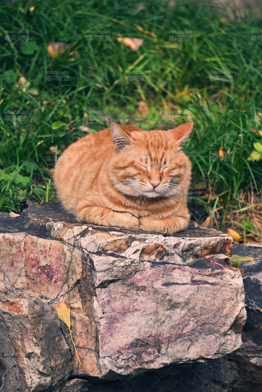 橙貓石上酣睡