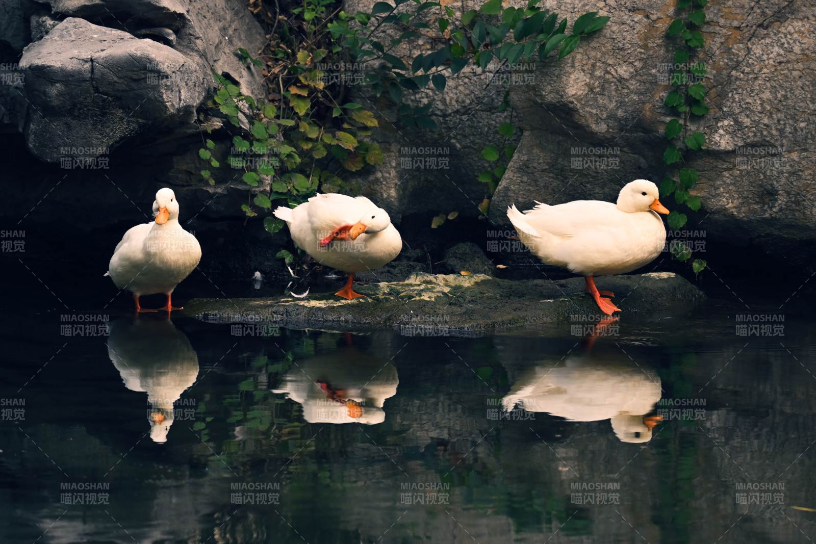 三鴨戲水映石壁
