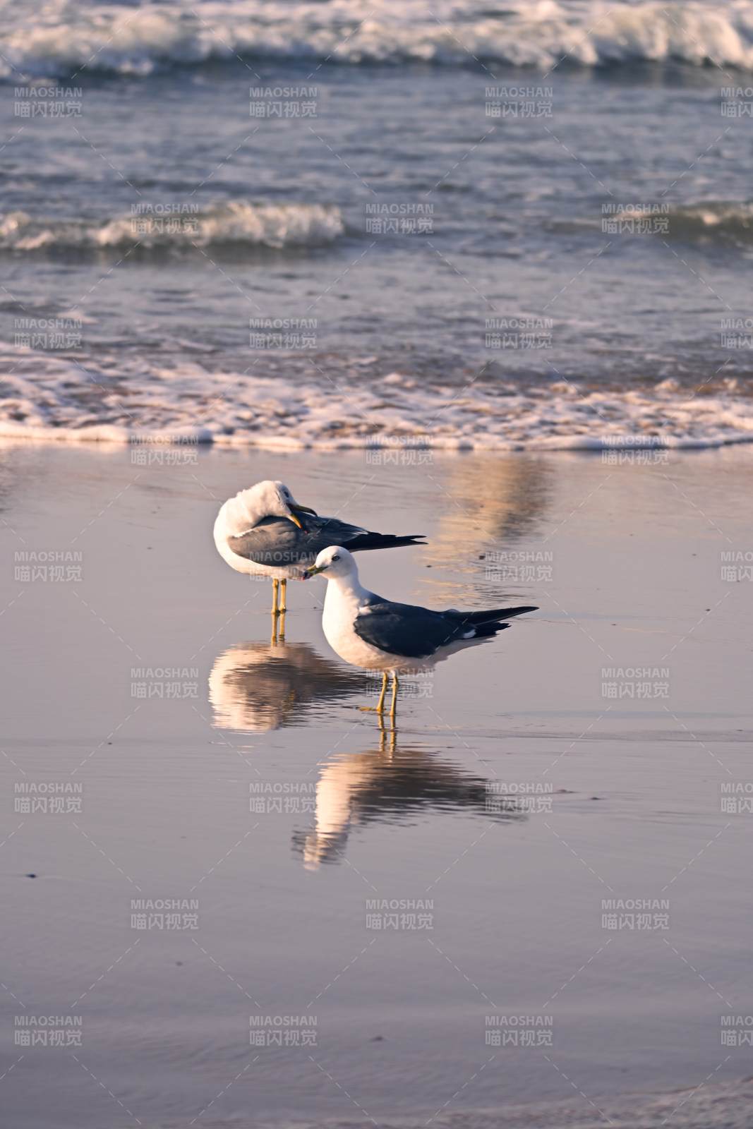 海鷗沙灘倒影