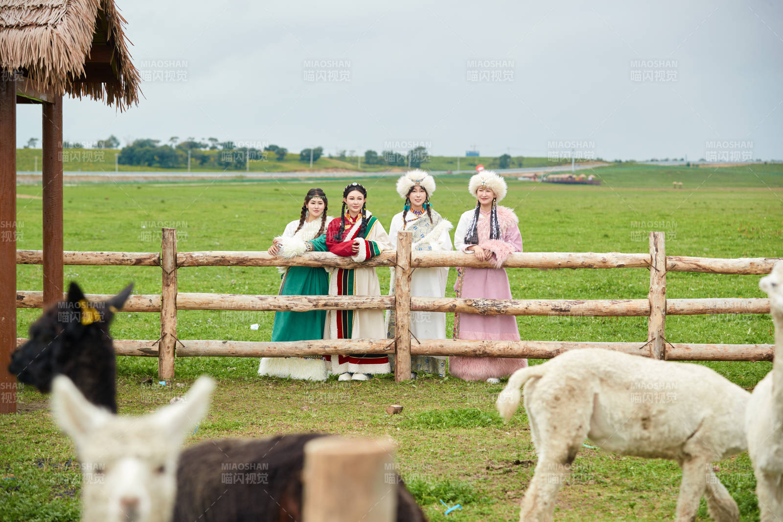 穿藏族服饰的姑娘们在投喂饲养的羊驼
