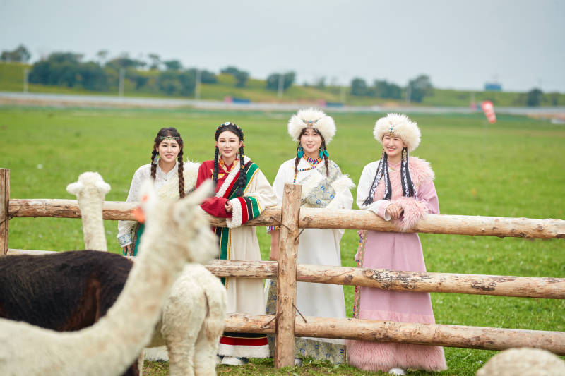 穿藏族服饰的姑娘们在投喂饲养的羊驼