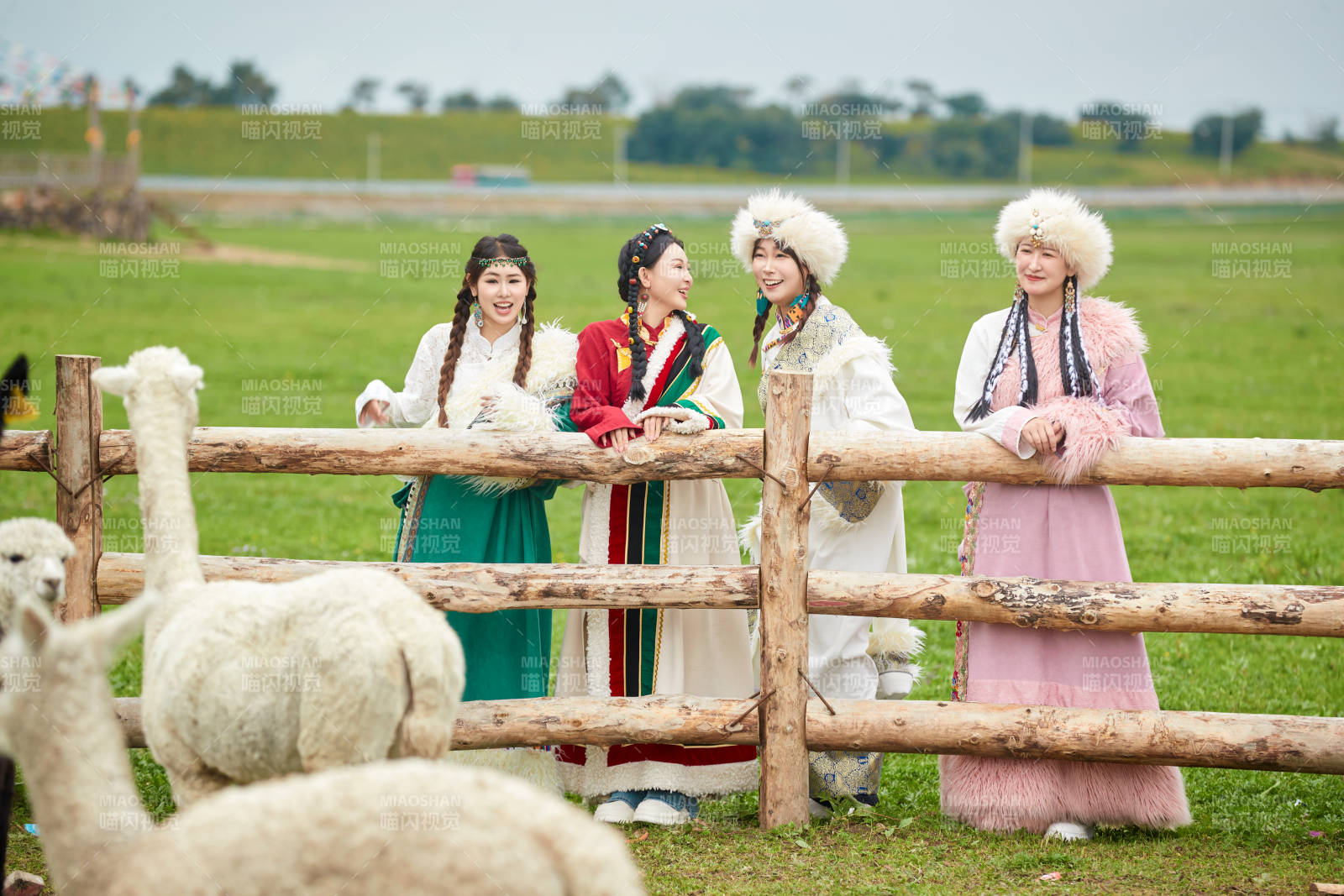 穿藏族服饰的姑娘们在投喂饲养的羊驼