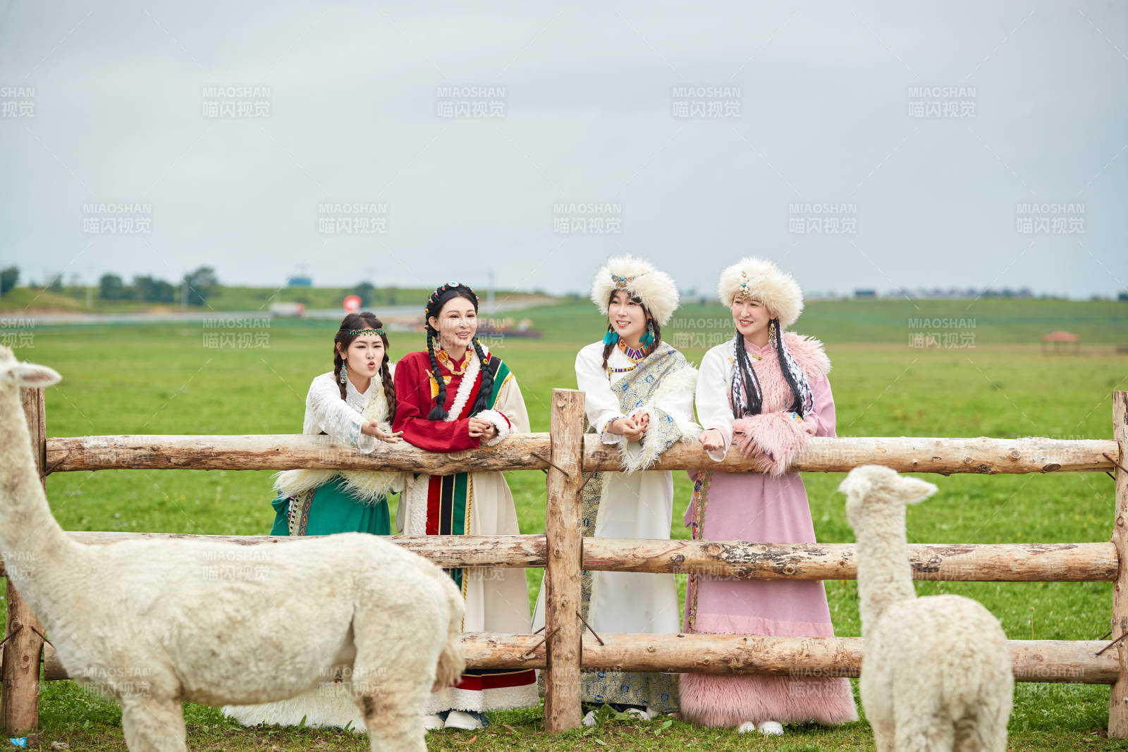 穿藏族服饰的姑娘们在投喂饲养的羊驼