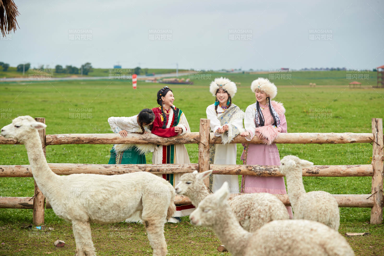 穿藏族服饰的姑娘们在投喂饲养的羊驼
