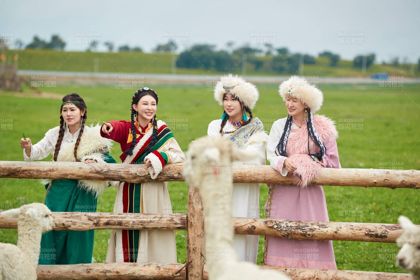 穿藏族服饰的姑娘们在投喂饲养的羊驼