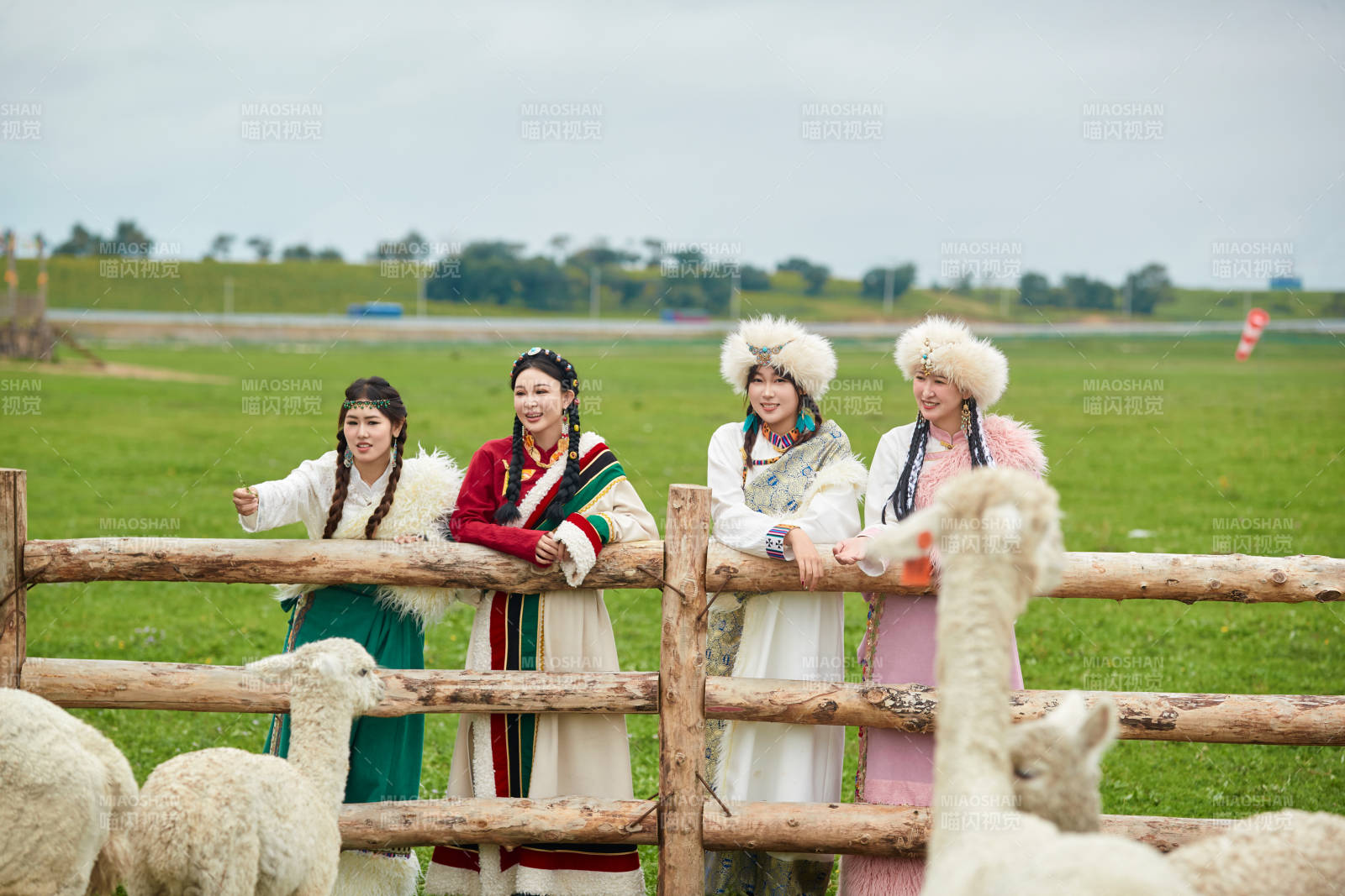 穿藏族服饰的姑娘们在投喂饲养的羊驼