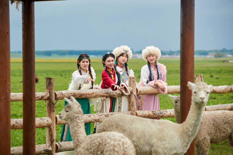 穿藏族服饰的姑娘们在投喂饲养的羊驼