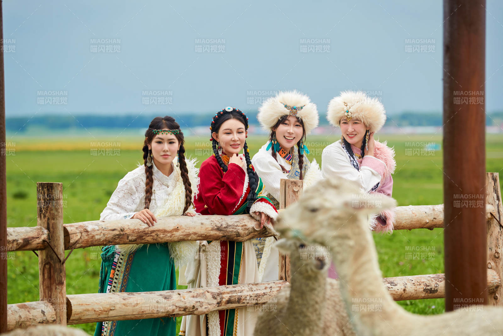 穿藏族服饰的姑娘们在投喂饲养的羊驼