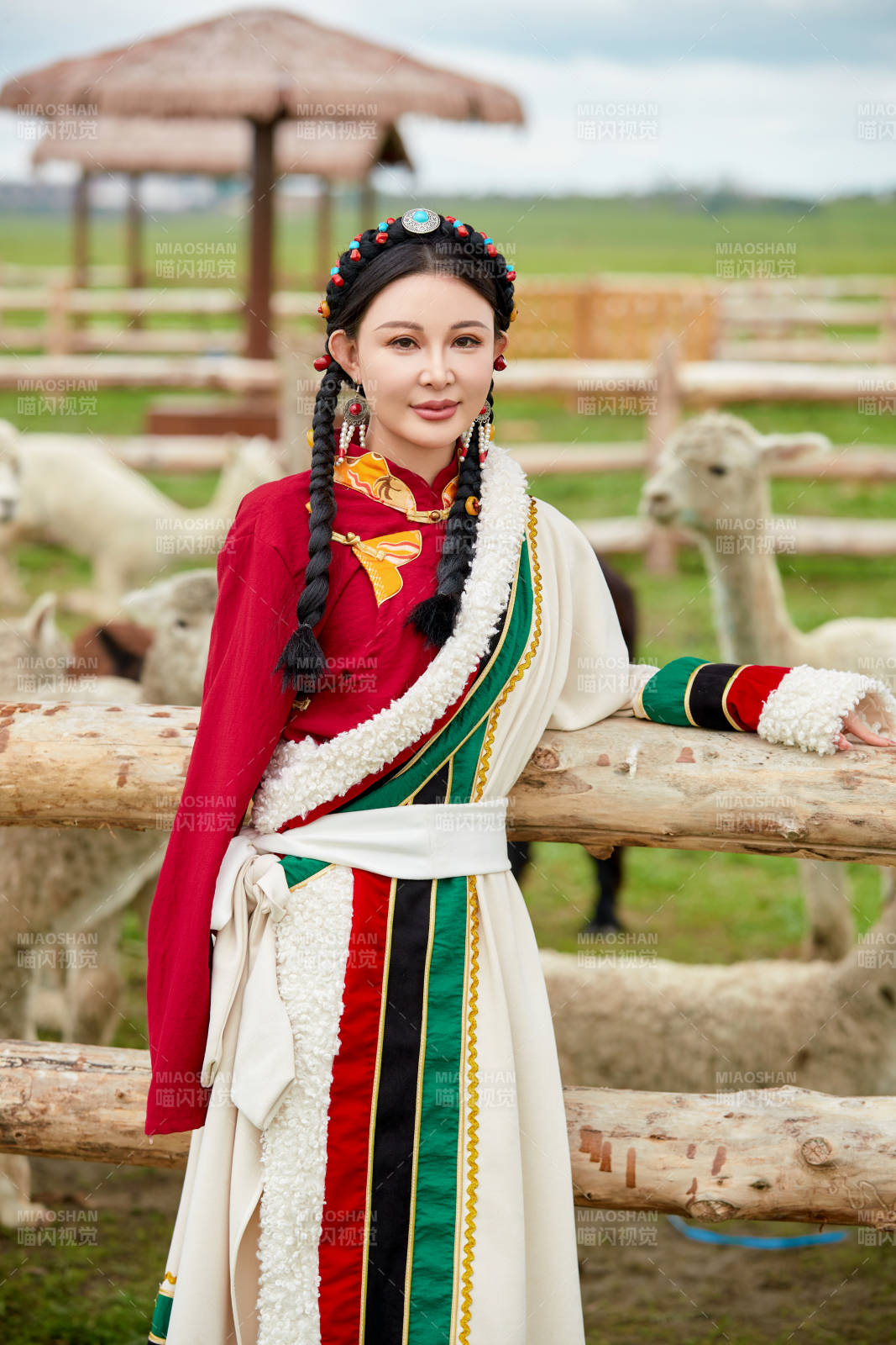 穿藏族服饰的姑娘在羊驼饲养基地拍照