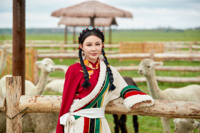 穿藏族服饰的姑娘在羊驼饲养基地拍照