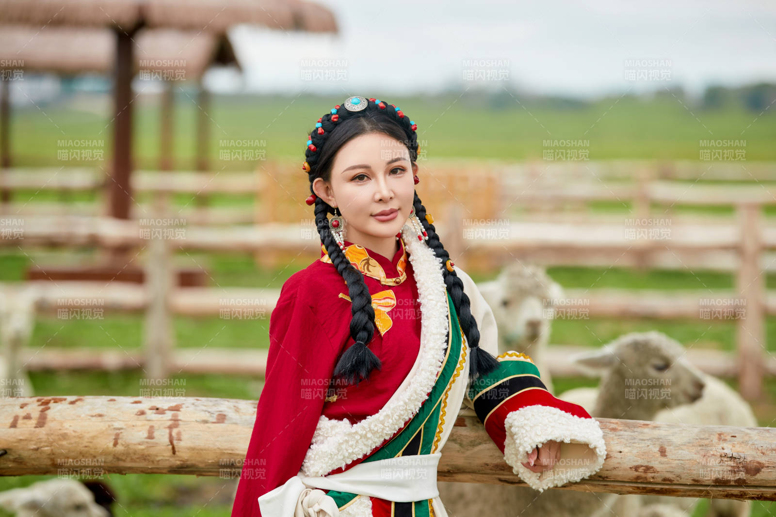 穿藏族服饰的姑娘在羊驼饲养基地拍照