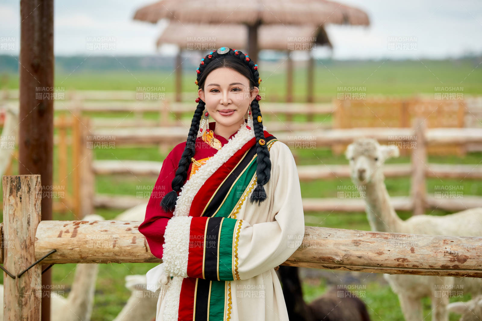 穿藏族服饰的姑娘在羊驼饲养基地拍照