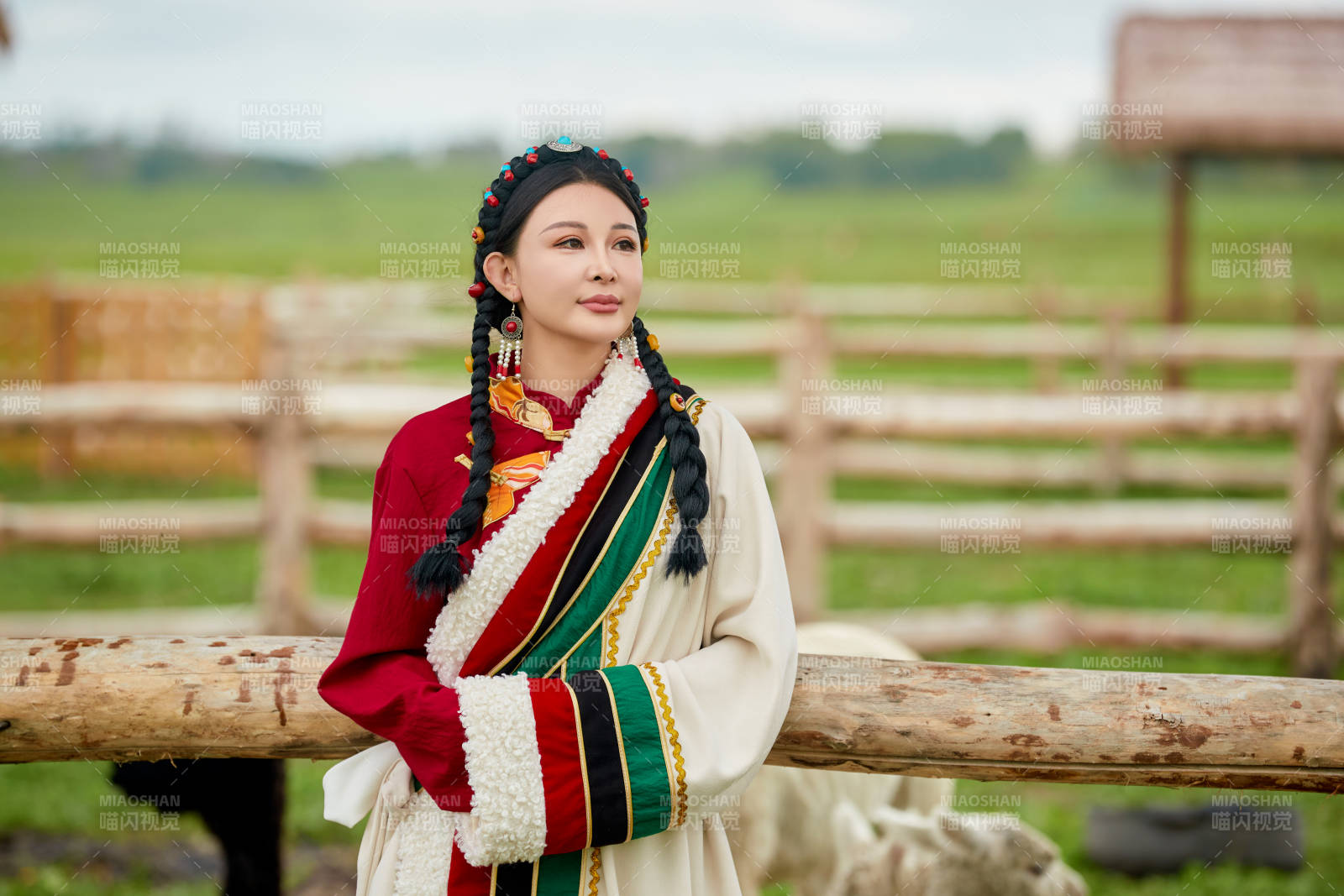 穿藏族服饰的姑娘在羊驼饲养基地拍照