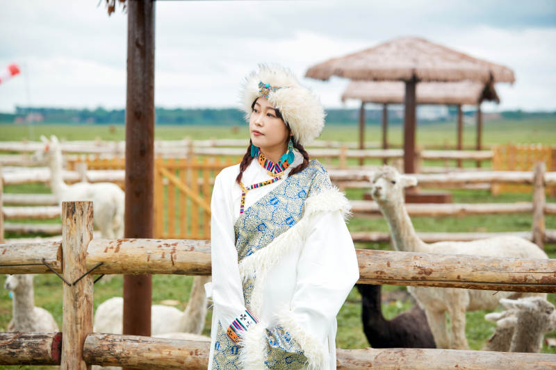 穿藏族服饰的姑娘在羊驼饲养基地拍照