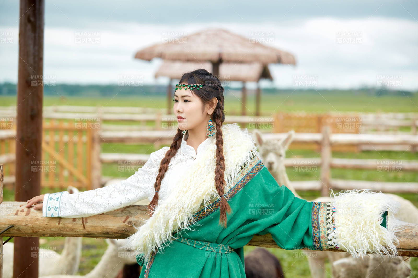 穿藏族服饰的姑娘在羊驼饲养基地拍照