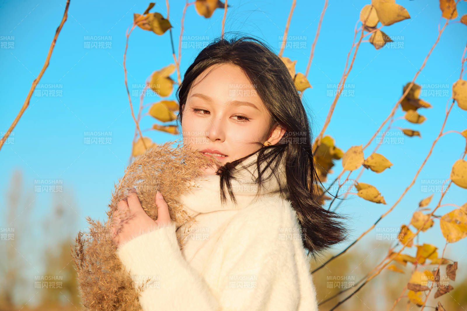 秋天午后在金灿灿的芦苇荡里的亚洲美女