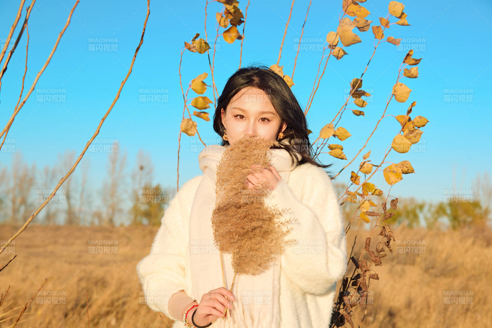 秋天午后在金灿灿的芦苇荡里的亚洲美女